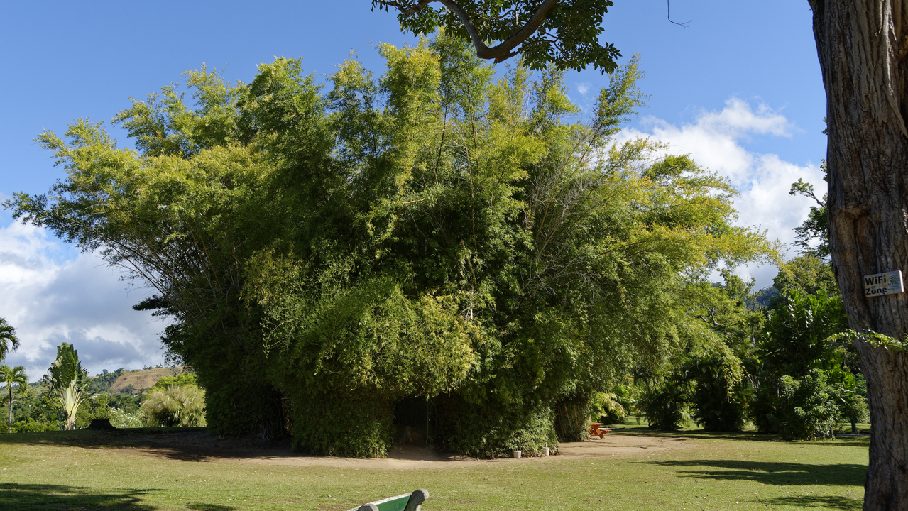 20190203-093321•Botanical Gardens•Roseau•Saint George•Dominica